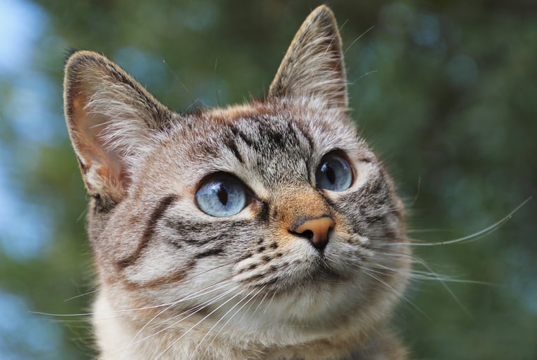 cute cat with blue eyes