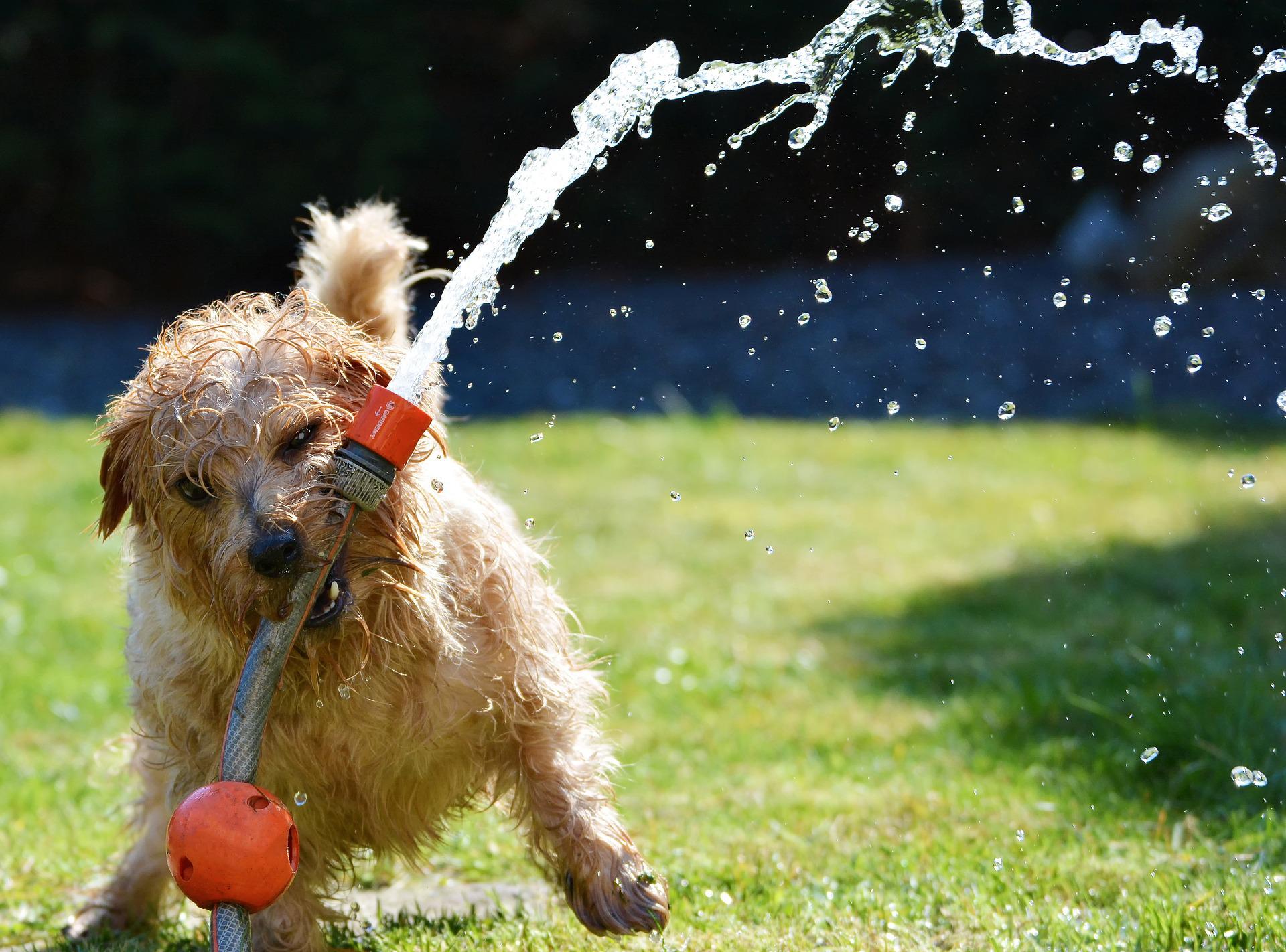 dog playing with a hose