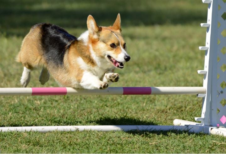 How to make a dog agility course