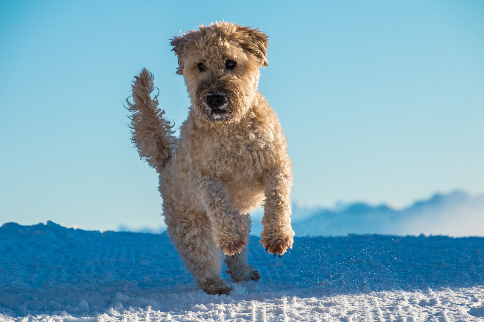 dog jumping in snow