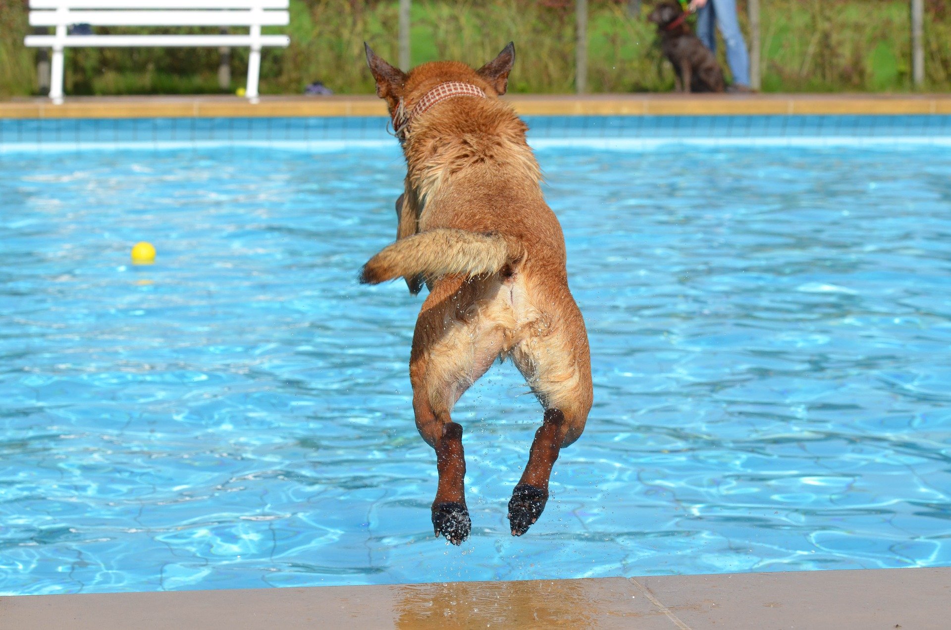 dog jumping in pool